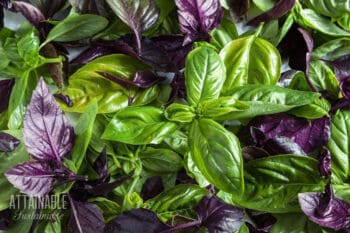 different types of basil, from above