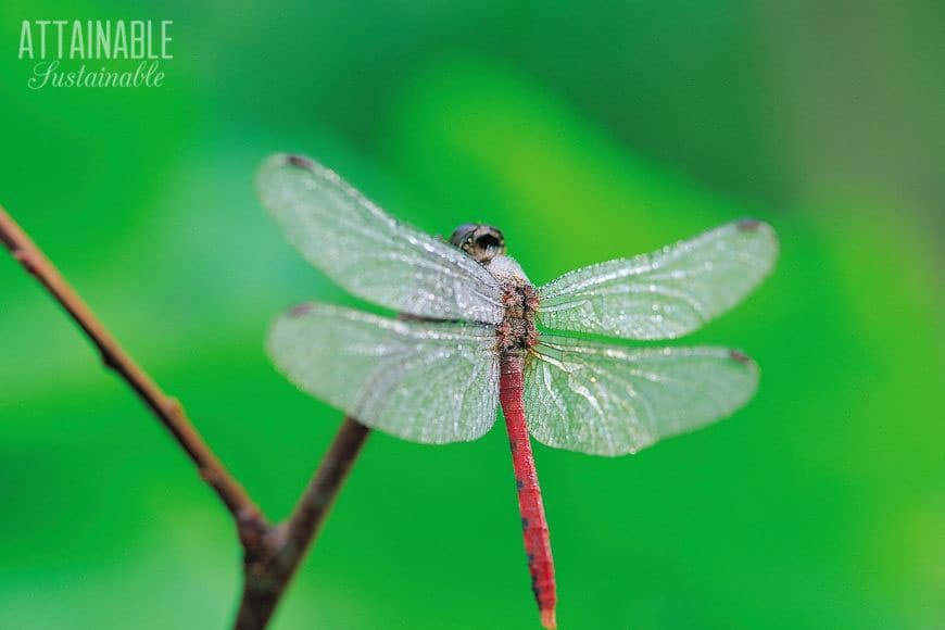 red dragonfly against a green background - they're great natural mosquito control