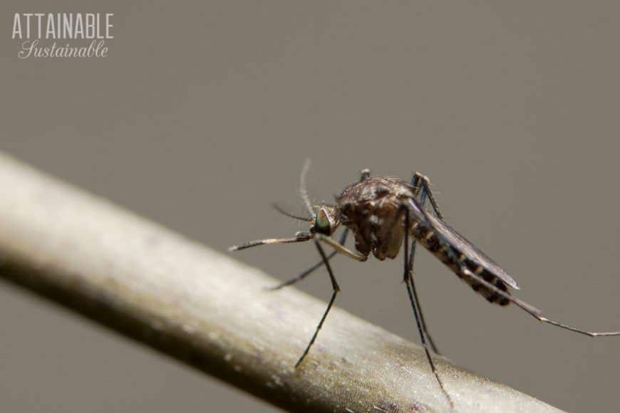close up of a mosquito on a stick