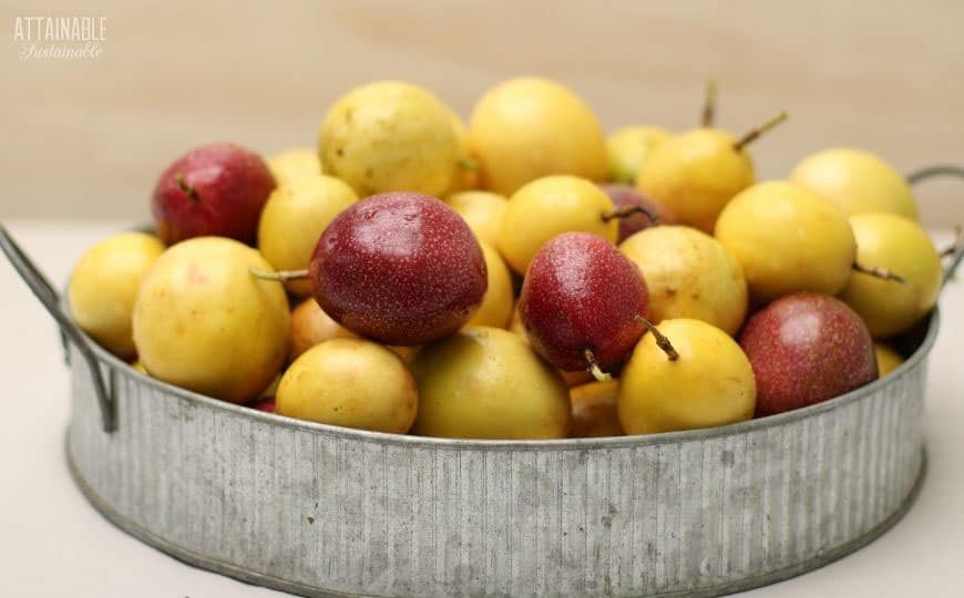 yellow and purple lilikoi in a galvanized tray