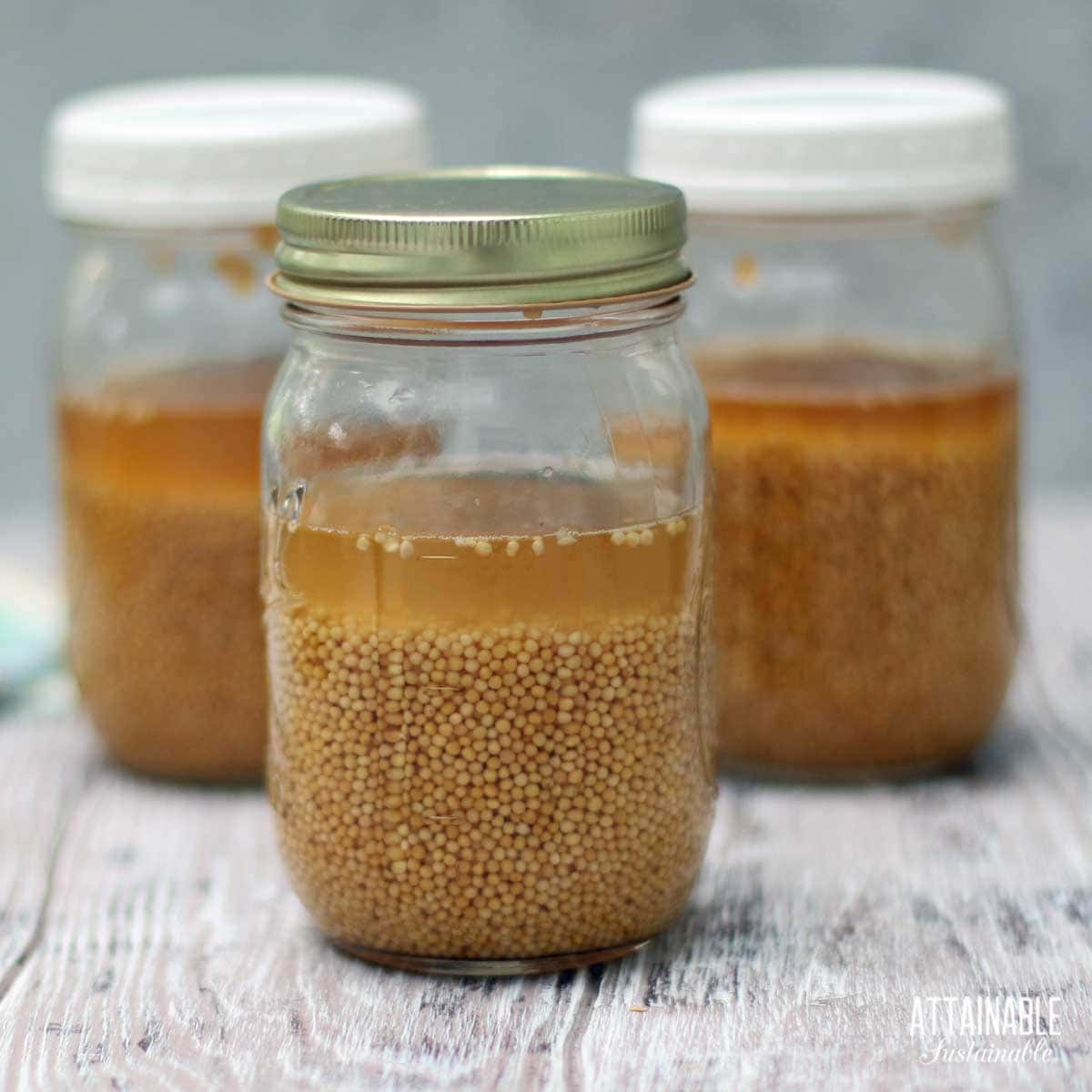 3 jars of mustard seeds in liquid.