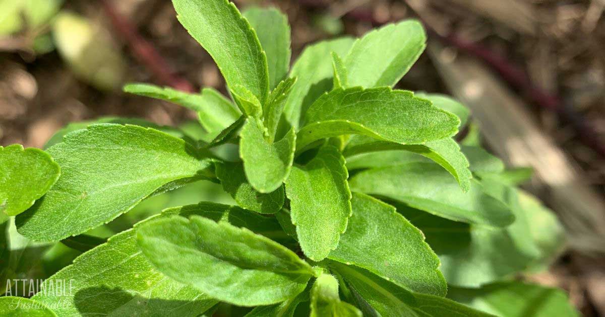 green leaves up close