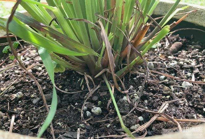 clump of grass growing in soil