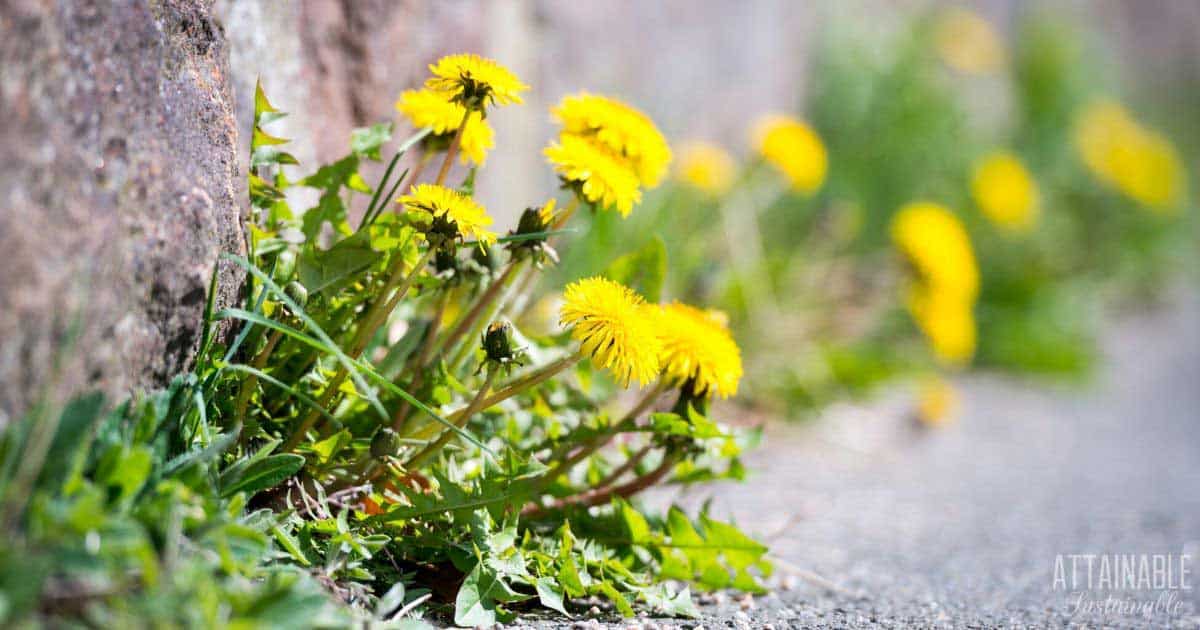 dandelions growing in a crack