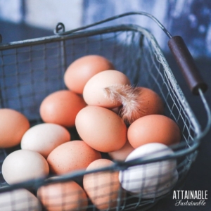 brown eggs in a wire basket with a feather on top.