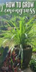 lemongrass plant in a pot