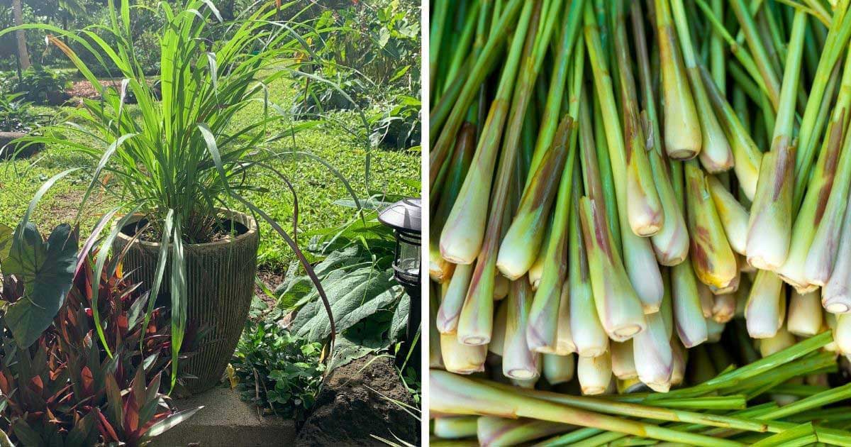 How to Grow Lemongrass (in the Garden and in Containers)