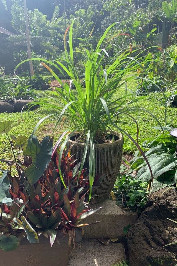 lemongrass plant in a planter