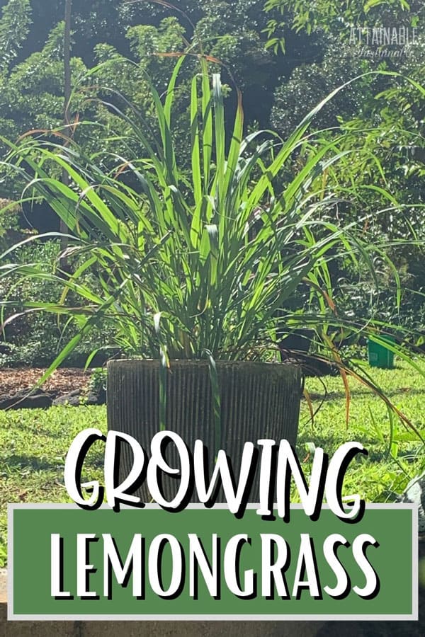 lemongrass plant in a pot