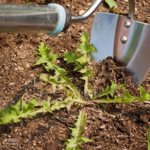 dandelion weed in soil, with a hoe taking it out