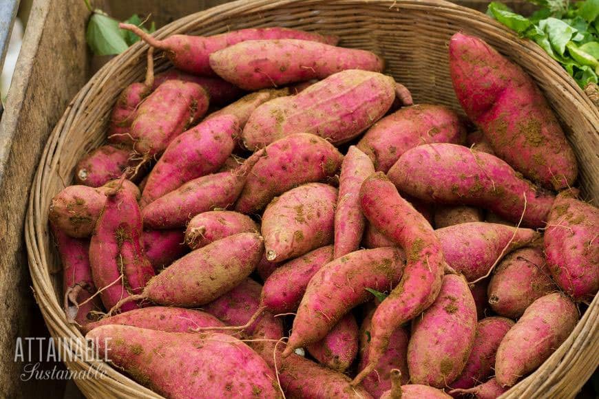 pink sweet potatoes in a basket - a good staple crop for backyard gardeners