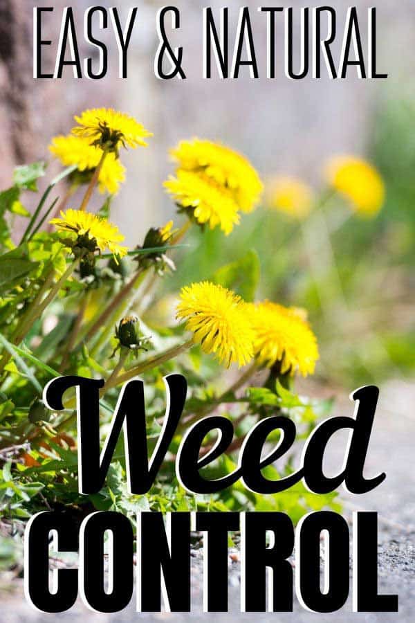 yellow dandelions: how to organically control these weeds