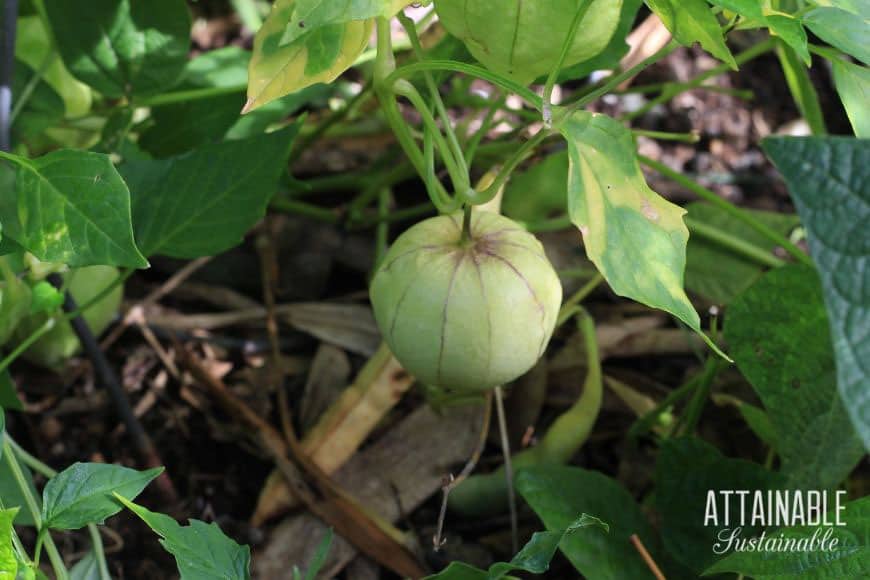 ripe tomatillo on a plant