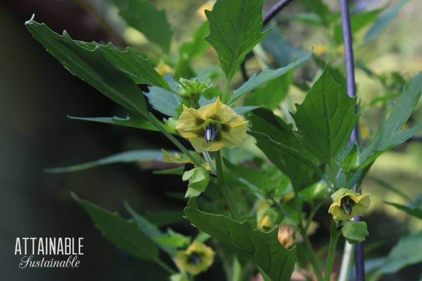 yellow flower on a tomatillo bush