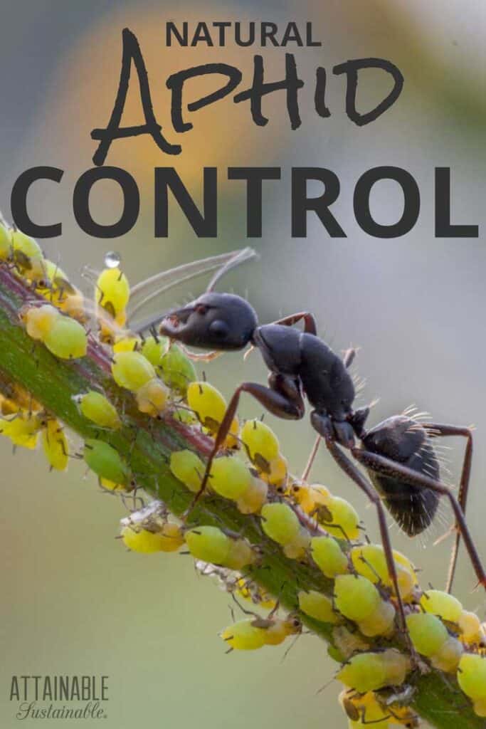 Natural Aphid Control: How to Eliminate Aphids in a Pesticide Free Garden