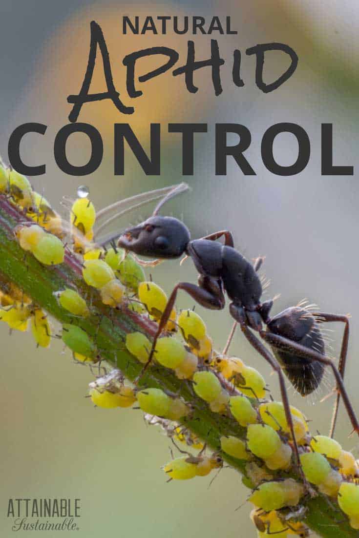 black ant farming green aphids on a stem