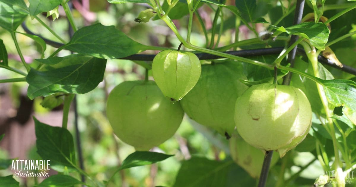 mexican husk tomatoes growing on a plant.