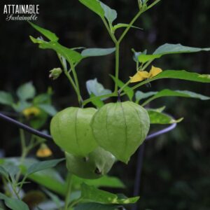 Two tomatillos on a plant, still inside their green husks.
