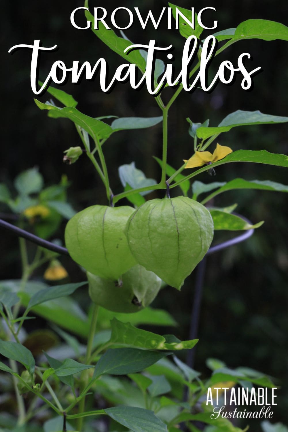 Two tomatillos on a plant, still inside their green husks.