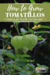 growing tomatillos on a plant