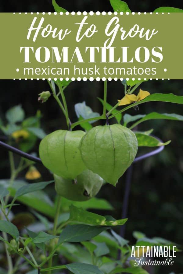 growing husk tomatoes on a plant