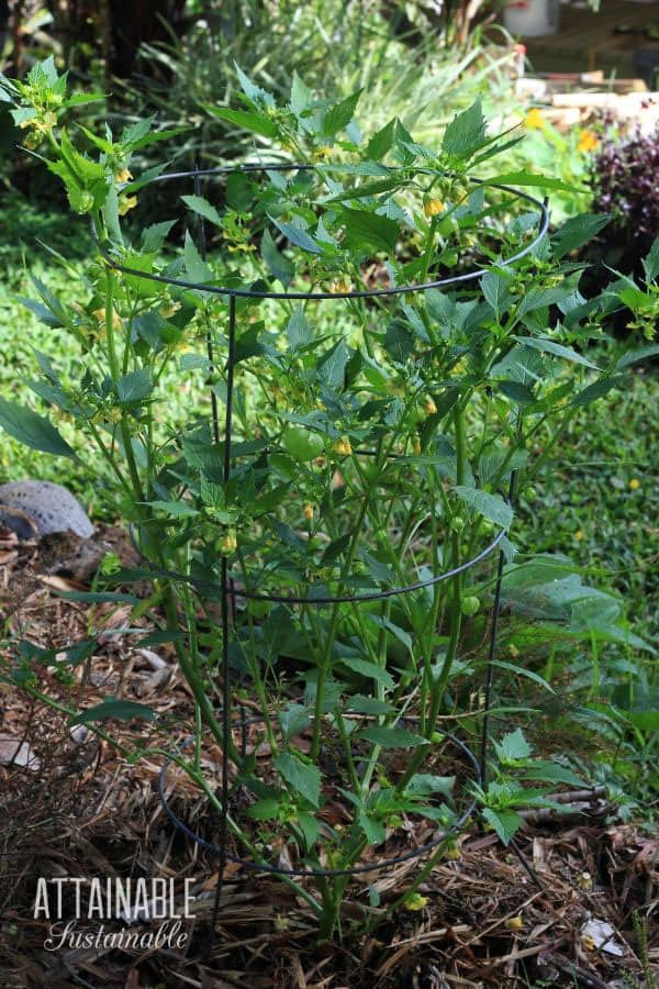 tomatillo plant in a tomato cage