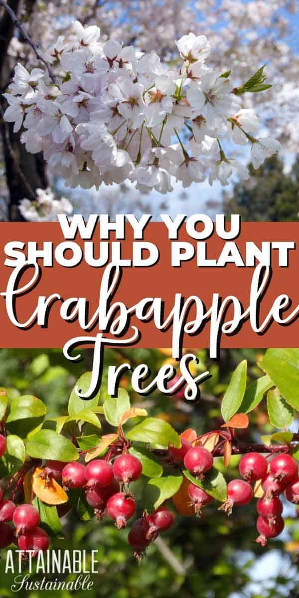 Everything You Need to Know About Crabapple Trees (And Then Some)