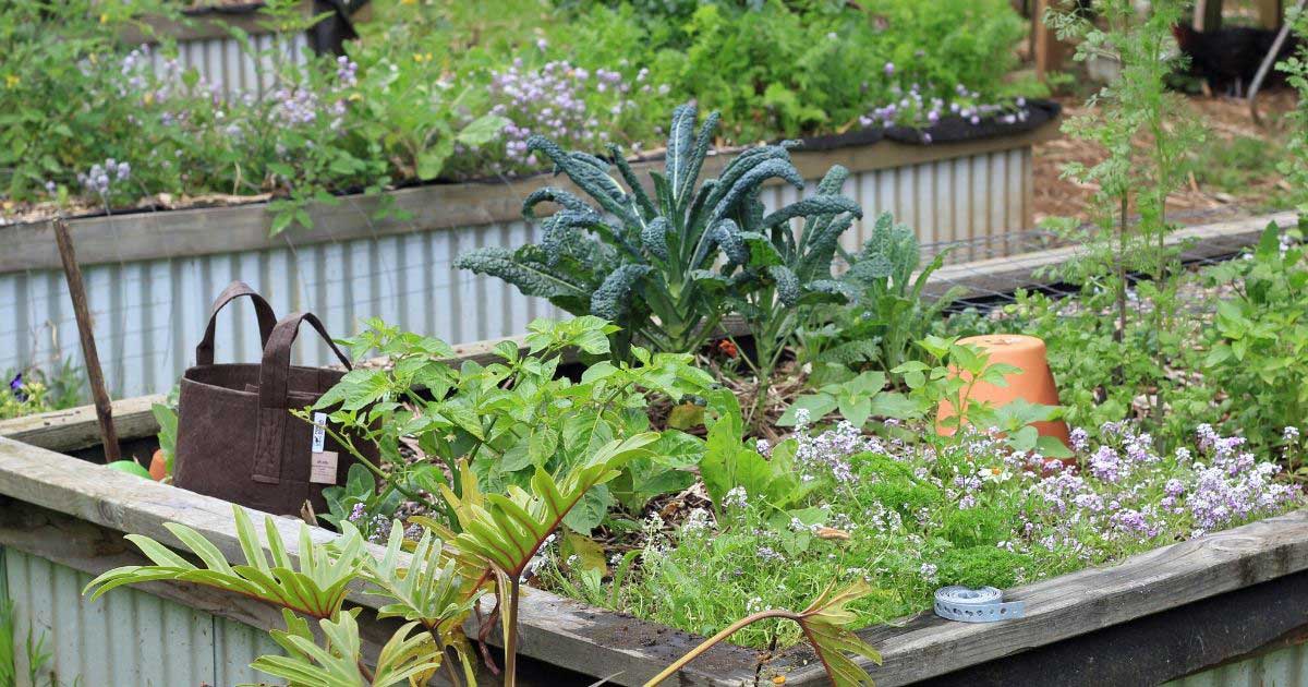 raised bed gardens