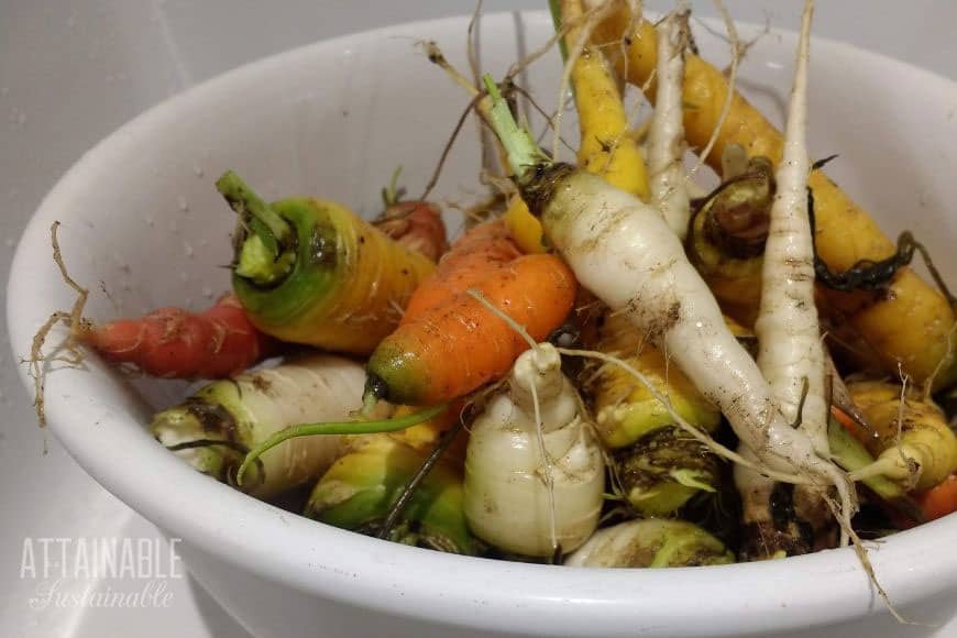 White, yellow, and orange carrots in a white bowl