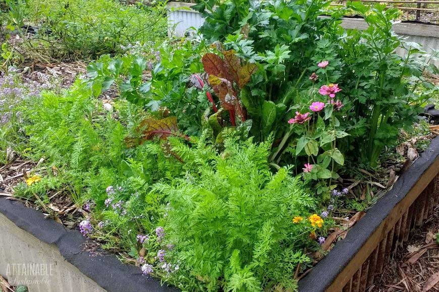 garden with celery, chard, carrots, and more
