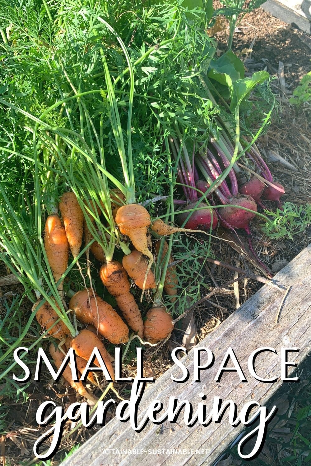 carrots and beets freshly harvested from a raised bed garden. 