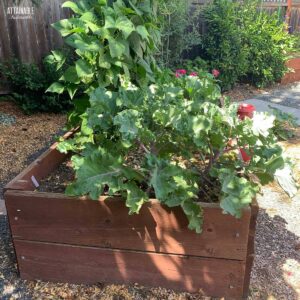 wooden raised bed garden with veggies growing in it.