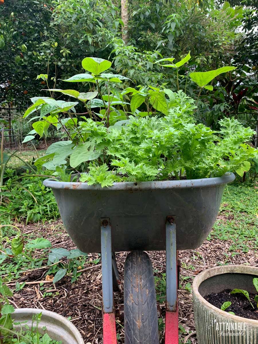 wheelbarrow planted with vegetables. 