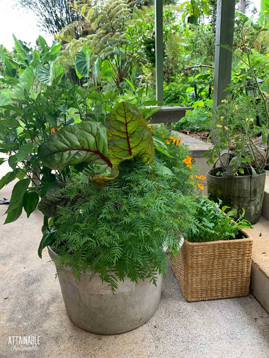 Swiss chard growing in a container with marigolds.