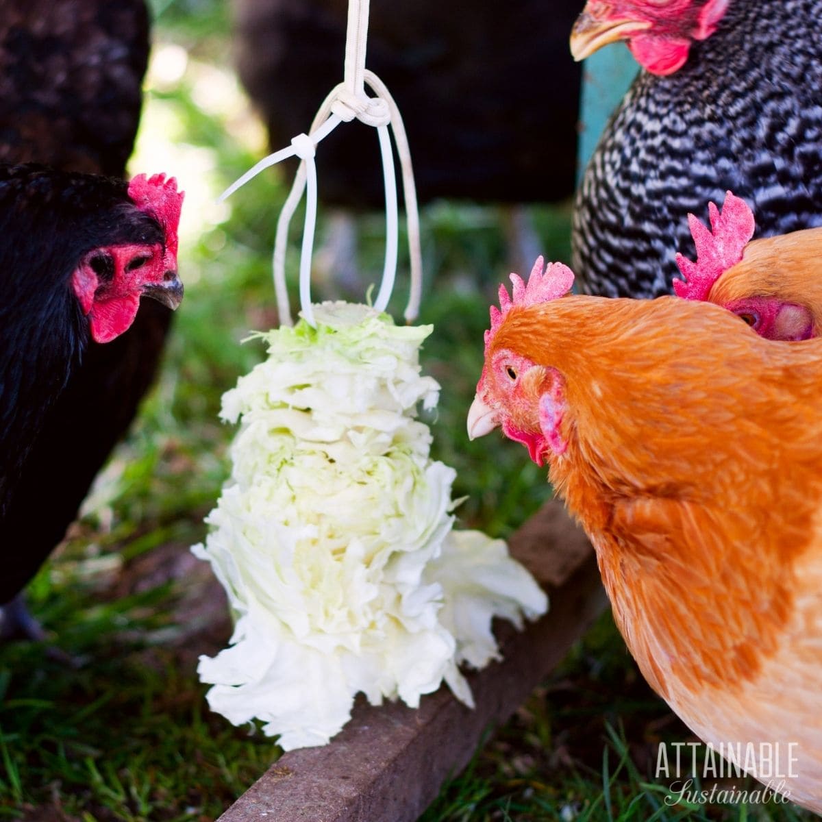 chickens eating a hanging head of cabbage.