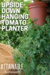 terra cotta colored bucket hanging from an eave, with a very bushy tomato plant growing out of the bottom.