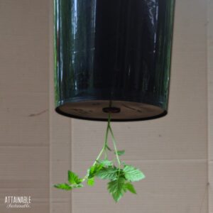 Black bucket with a tomato plant growing from a hole in the bottom.