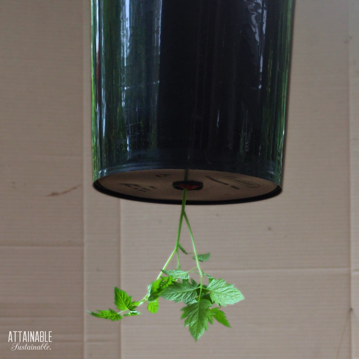 Black bucket with a tomato plant growing from a hole in the bottom.