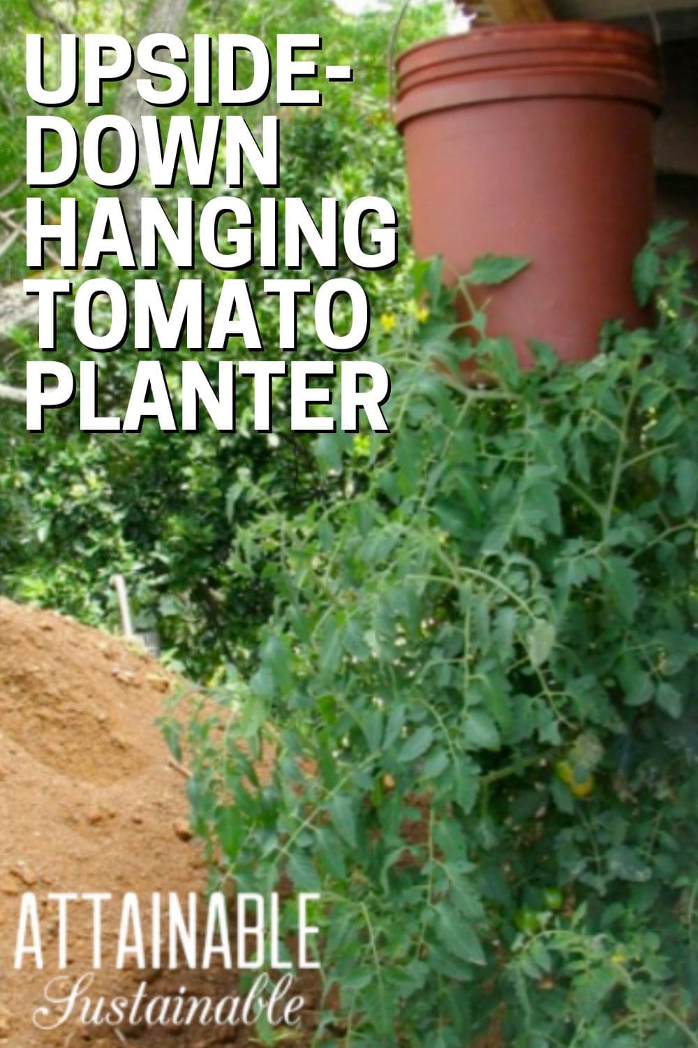 terra cotta colored bucket hanging from an eave, with a very bushy tomato plant growing out of the bottom.