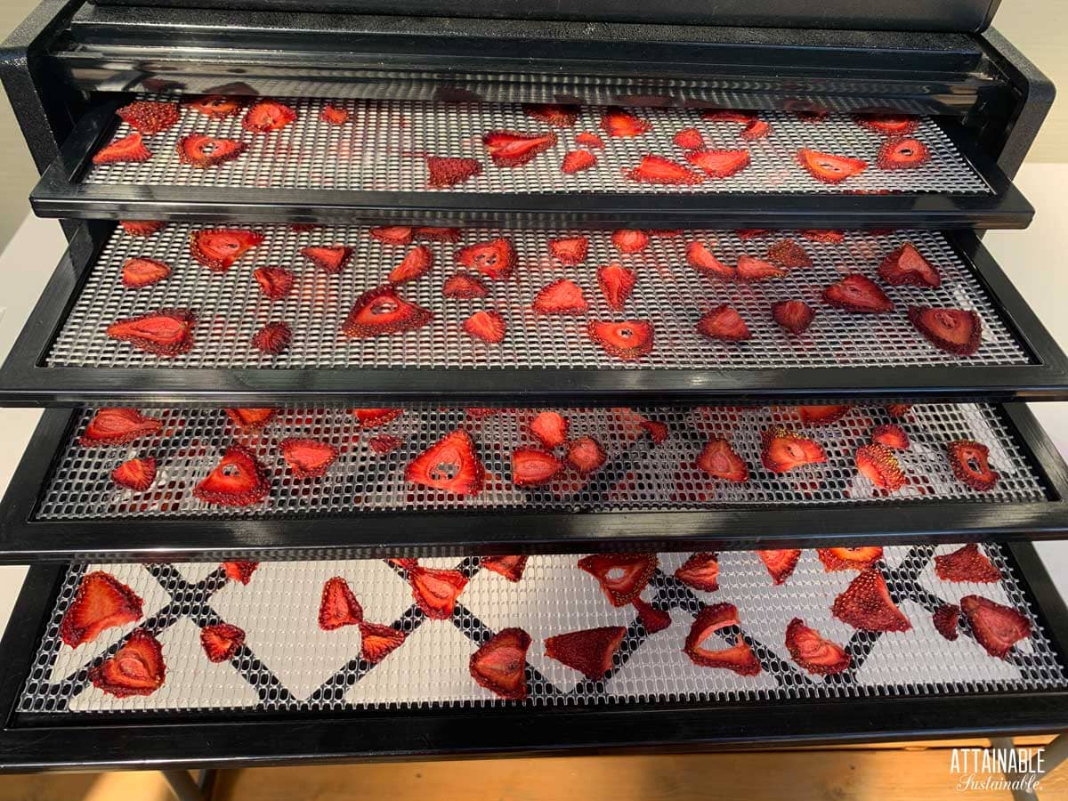 dried strawberries after dehydration.