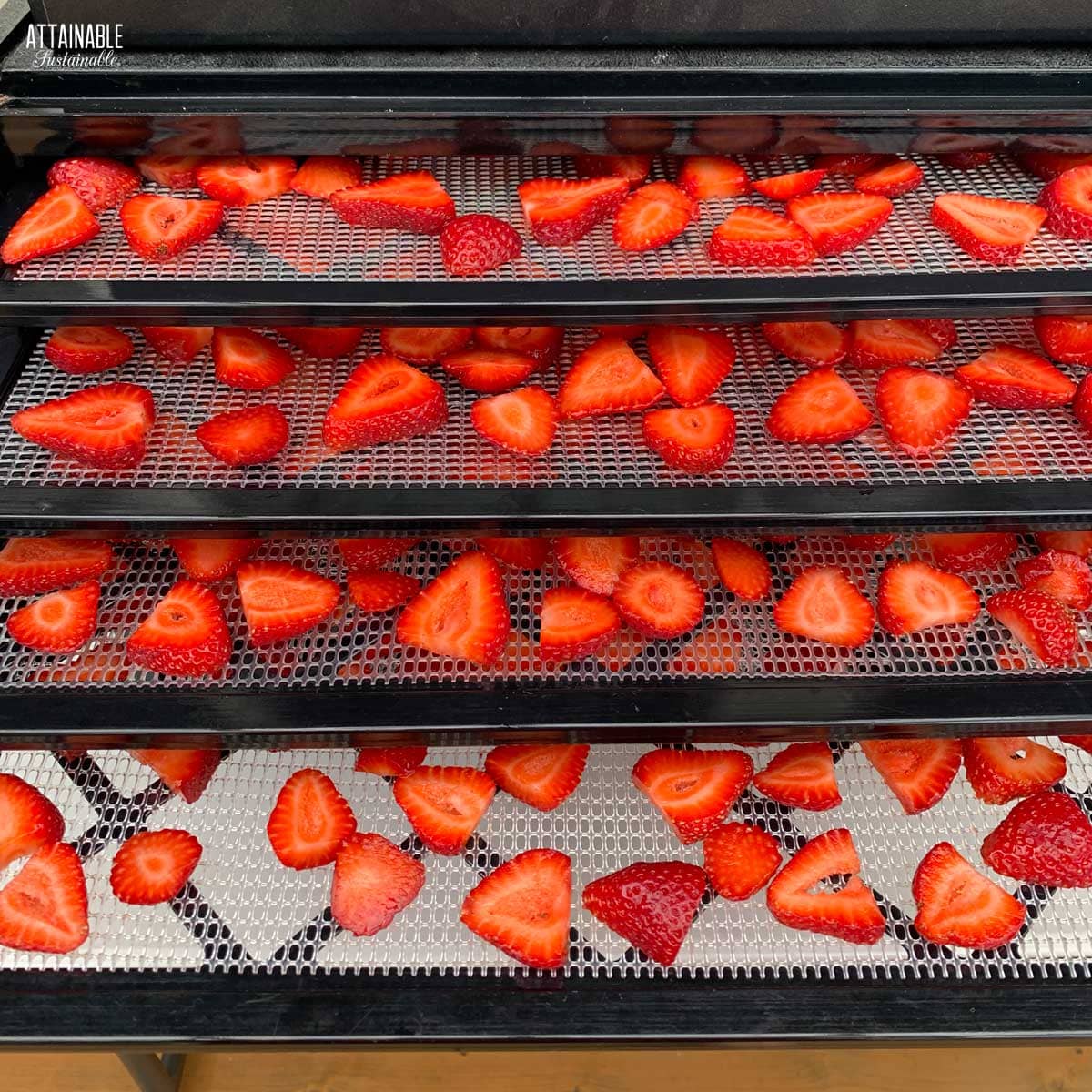 strawberries on dehydrator trays, ready for drying.