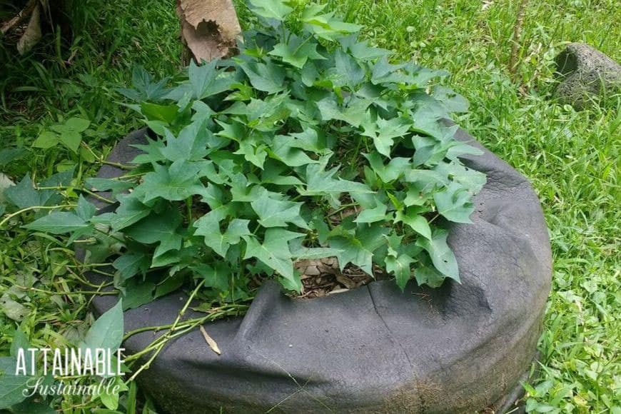 sweet potato vine in a container