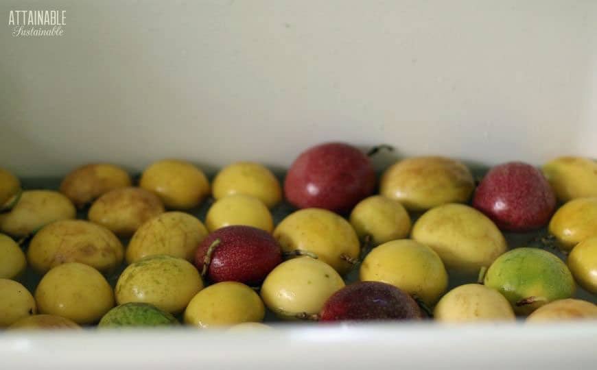 lilikoi fruit in a white sink full of water