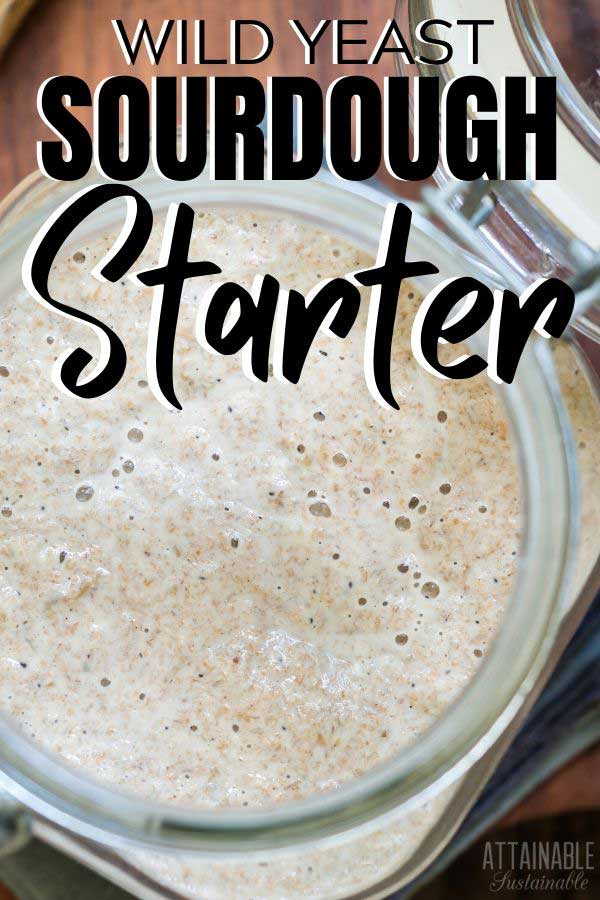 bubbly sourdough starter