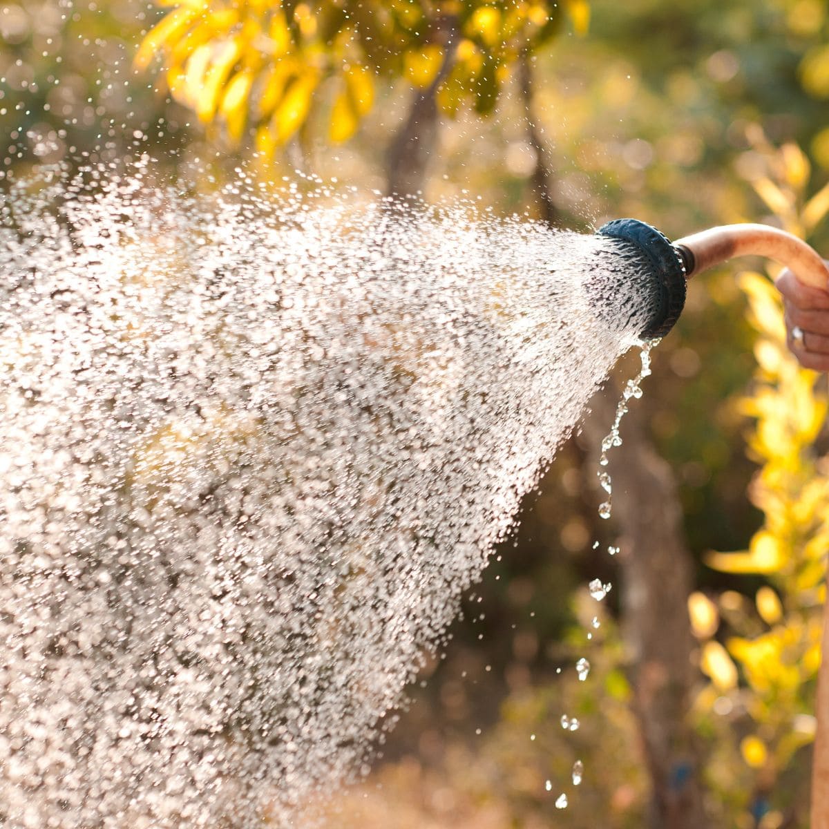 hose nozzle with a shower of water coming out.