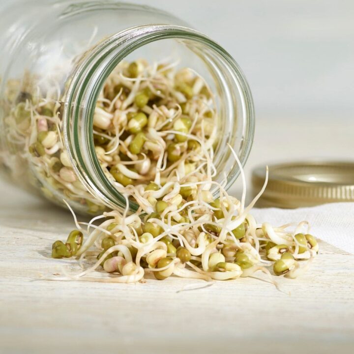 bean sprouts spilling out of a jar.