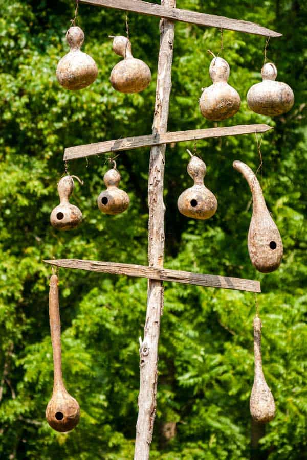 birdhouse gourds hanging 