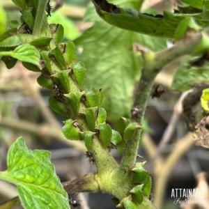 green buffalo treehoppers on a tomato plant stem.