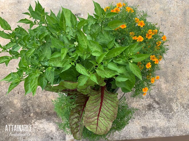 upcycled planter with swiss chard, pepper and marigold