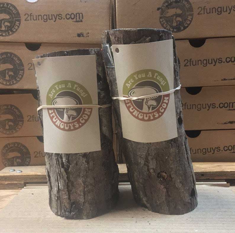 two mushroom logs